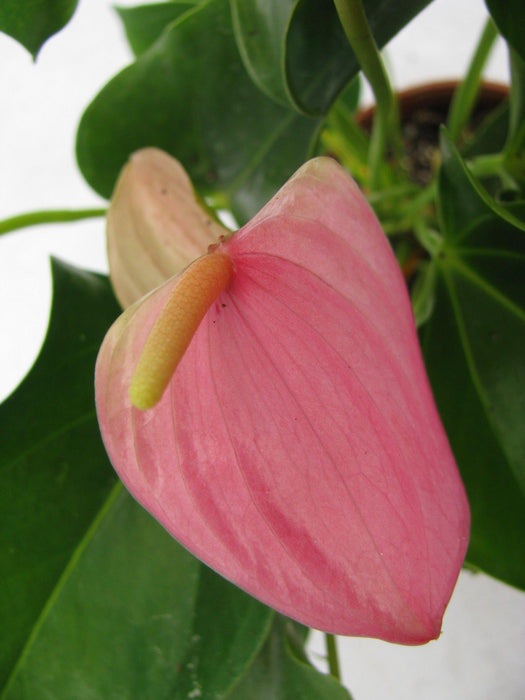 Anthurium Pink Color Flowering Plant - CGASPL