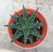 Aloe Vera Pepe Small Succulent Plant - CGASPL