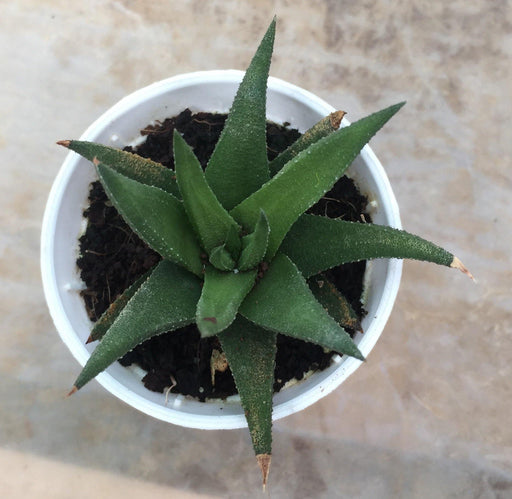 Aloe Black Beauty (Gastrolea Midnight) Small Succulent Plant - CGASPL