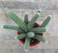 Echinopsis Chamaecereus Non-Grafted Small Cactus - CGASPL