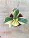Crassula Variegated Jade (Crassula Ovata Variegata) Small Succulent Plant - CGASPL