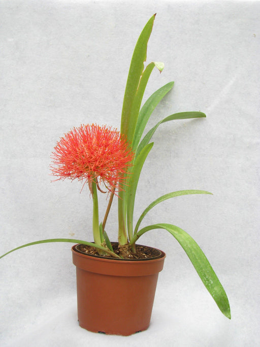 Haemanthus Football Lily Flower Bulbs (Pack of 6) - CGASPL