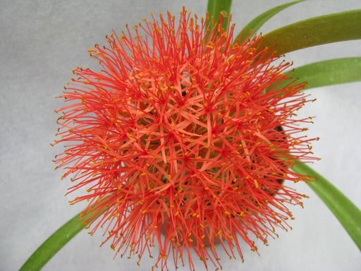 Haemanthus Football Lily Flower Bulbs (Pack of 6) - CGASPL