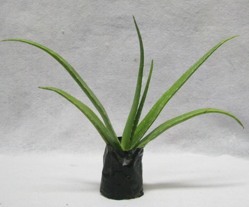 Alovera Plant (Aloe barbadensis)