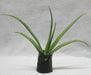Alovera Plant (Aloe barbadensis)