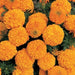 African Marigold Inca Orange Flower Seeds