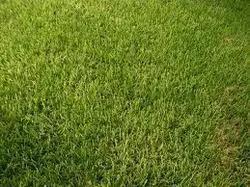 Indian Bermuda Lawn Grass Seeds Cyonodon dactylon