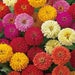 Zinnia Dreamland Mix | Buy Zinnia Flower Seeds Online
