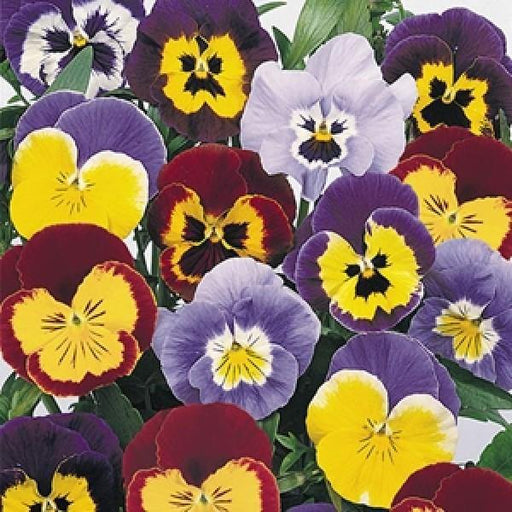 Viola F2 Joker Mix Seeds 