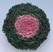 Ornamental Kale Kamome Pink Seeds
