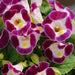 Torenia Kauai Burgundy Flower Seeds
