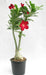 KO Adenium Single Layer Red Flower Plant