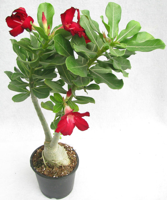 Adenium Single Layer Red Flower Plant - CGASPL