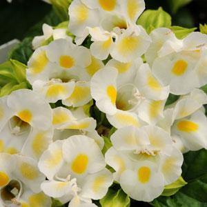 Torenia Kauai White Flower Seeds