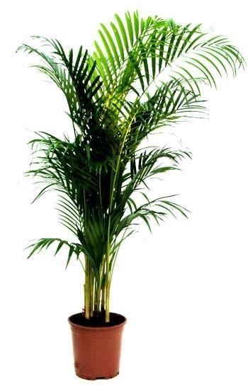 Areca Palm Air Purifying Indoor Plant - CGASPL