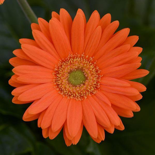 Gerbera Mega Revolution Orange Light Eye Flower Seeds