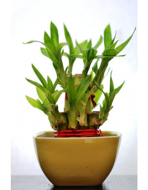 2 Layer Lucky Bamboo With Small Ceramic Pot | Chhajed Garden