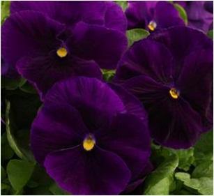 Pansy Maj. Gets Il Clear Purple Flower Seeds