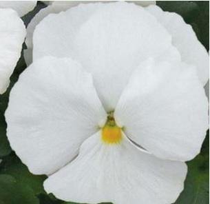 Pansy Maj. Gets Il Clear White Flower Seeds