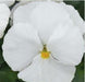 Pansy Maj. Gets Il Clear White Flower Seeds