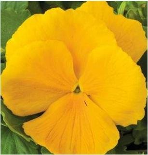 Pansy Maj. Gets Il Clear Yellow Flower Seeds