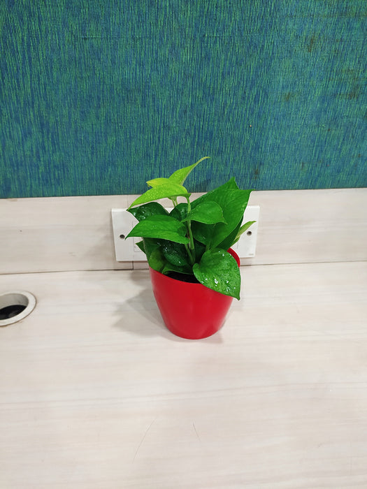 Green Money Plant with Pot