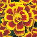Marigold French Durango Bee Flower Seeds