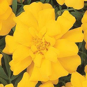 Marigold French Durango Yellow Flower Seeds