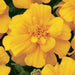 Marigold French Durango Gold