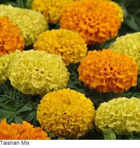 Marigold African Taishan Mix Flower Seeds