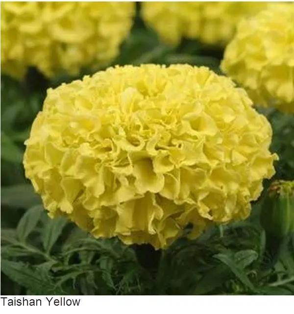 Marigold African Taishan Yellow Flower Seeds