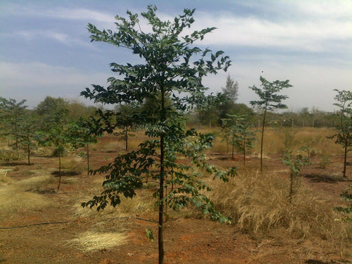 Melia composit (M.dubia), Berma(Qg) Seeds - CGASPL