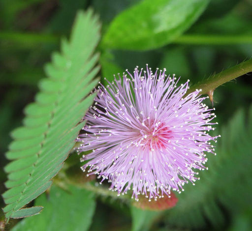 Mimosa pudica (Thorny) Seeds