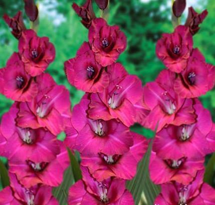 Gladiolus Pink Color Flower Bulbs (Pack of 12 Bulbs ) - CGASPL