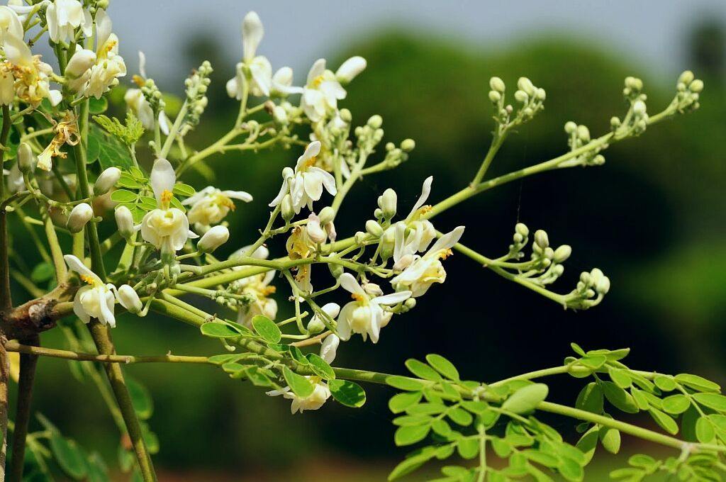 Moringa Oleifera Seeds ,moringa, drumstick tree Seeds Hindi-Sevga - CGASPL