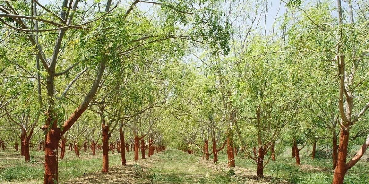 Moringa Oleifera Seeds | Sevga, Drumstick Tree Seeds – ChhajedGarden.com