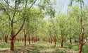 Moringa Oleifera Seeds ,moringa, drumstick tree Seeds Hindi-Sevga