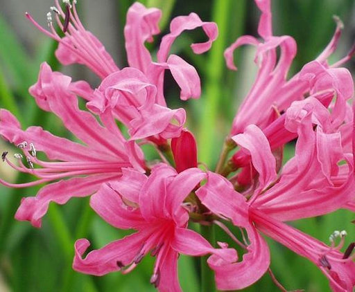 Nerine Lily Pink Flower Bulbs (Pack of 6) - CGASPL
