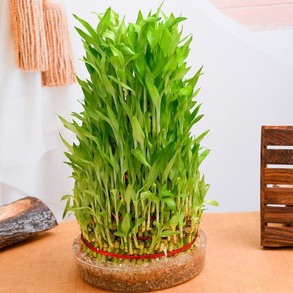 Lucky Bamboo Plant | 10 Layer Lucky Bamboo | ChhajedGarden