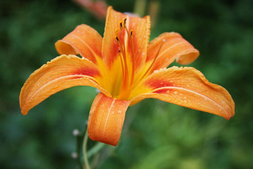 Day Lily Orange Flower Bulbs (Pack of 6) - CGASPL