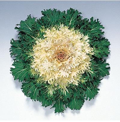 Ornamental Kale Coral Prince Flower Seeds