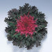 Ornamental Kale Coral Queen Flower Seeds