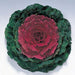 Ornamental Kale Pigeon Red Seeds
