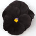 Viola Atlas Black Flower Seeds