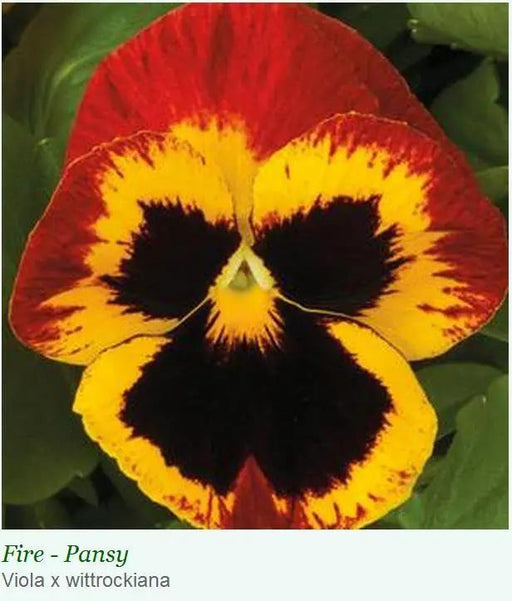 Pansy Maj. Gets II Fire | Buy Flower Seeds at Low Price