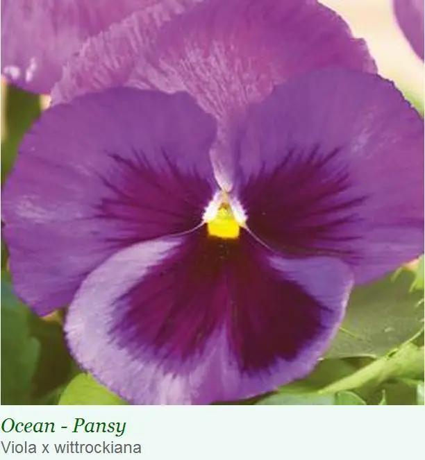 Pansy Maj. Gets II Ocean Seeds