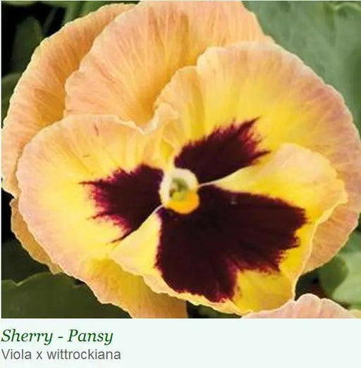 Pansy Maj. Gets II Sherry  Flower Seeds 