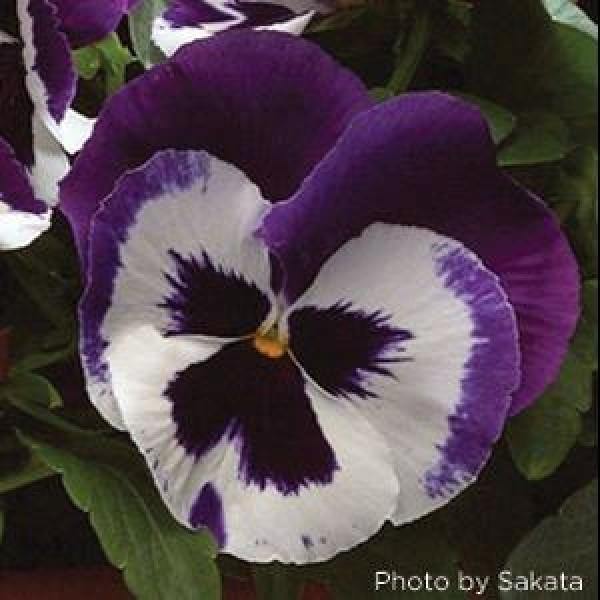 Pansy Maj. Gets Il  Blue and White Flower See