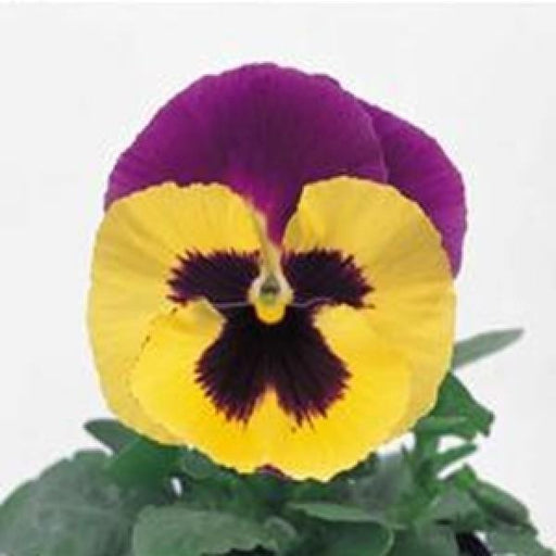 Pansy Maj. Gets Il  Blueberry & Cream Flower Seeds 