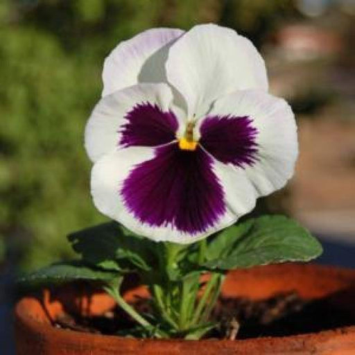 Pansy Maj. Gets Il  White With Blotch Flower Seeds 
